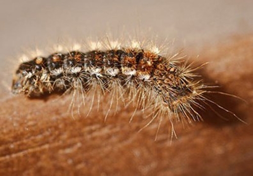 Cách trị ngứa da khi bị sâu róm đốt trong mùa hè