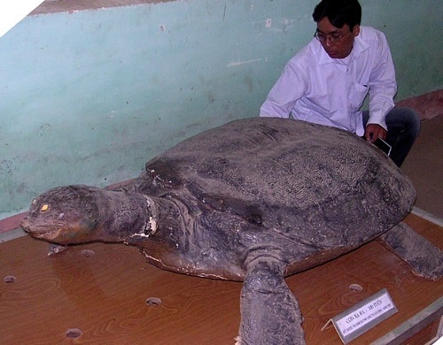 Bắt thủy quái Đà Giang bị 