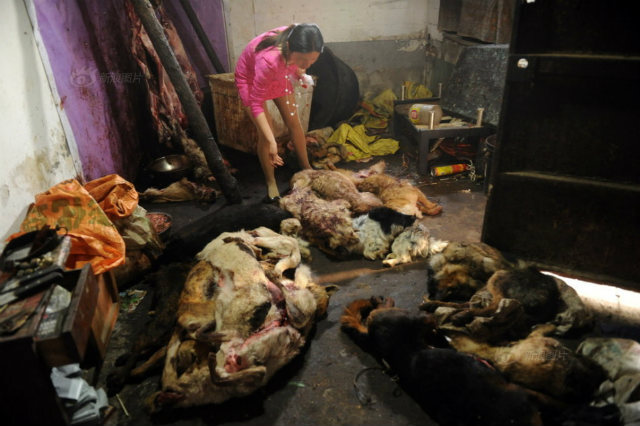 Nhói lòng hình ảnh tại lò giết mổ chó ở Trung Quốc