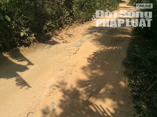 Nghi vấn  "bắt tay " phá rừng thông phòng hộ