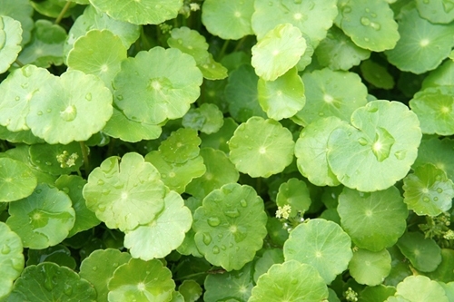 Công dụng và tác hại bất ngờ của rau má