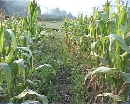 Giả làm người tốt, gã thợ xây giở trò đồi bại với thiếu nữ giữa cánh đồng