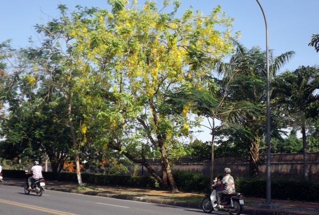 Vàng rực hoa muồng hoàng yến khoe sắc một góc trời xứ Huế