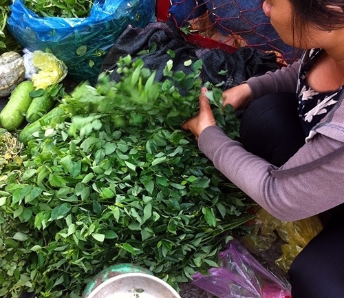 Rau ngót lá xoăn: Mối nguy hại ít người biết