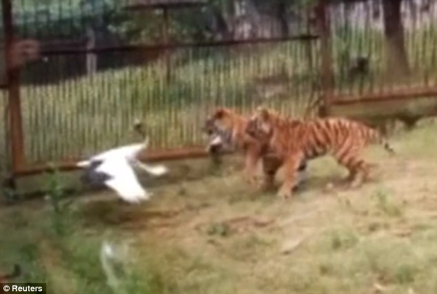 Xem sếu đầu đỏ ác chiến đánh lại hai con hổ vằn