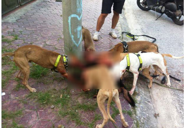 Kinh hoàng những vụ chó Pit bull hung hãn cắn càn trên đường