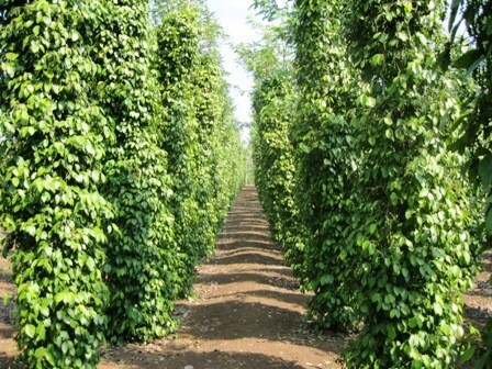 Cả xã bất lực vì nhóm 