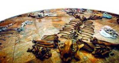 Khóc dở khi “dính quả đắng” của giới buôn cao hổ rởm, pha tạp