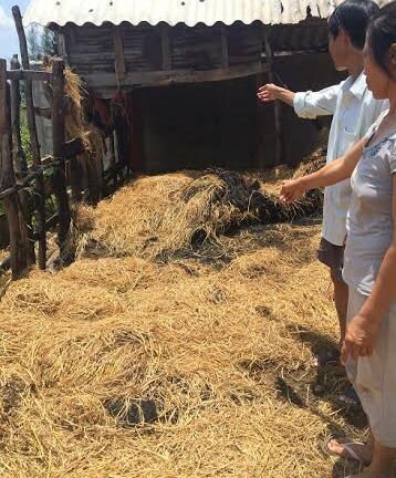 Tiêu tan giấc mơ chữa bệnh vì bị kẻ xấu phóng hỏa đốt rơm