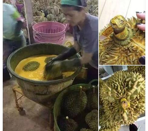 Sầu riêng Thái nhuộm vàng từ ngoài vào trong bằng chất độc hóa học gây xôn xao