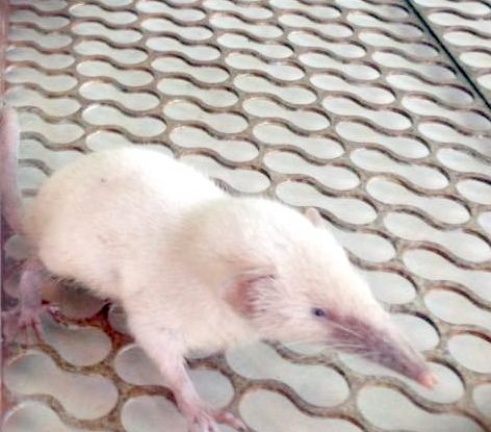 Thừa Thiên – Huế: Phát hiện chuột chù màu trắng hiếm thấy