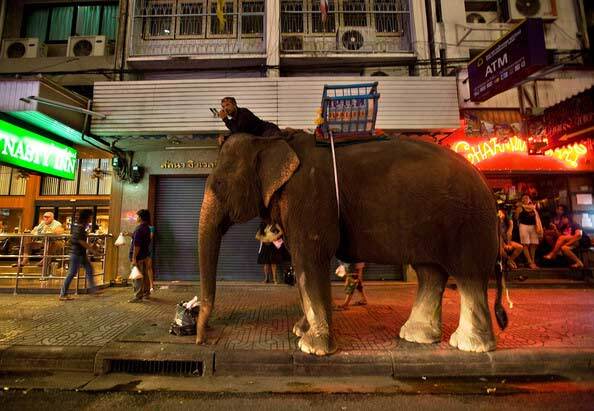 Đang ăn lẩu, người đàn ông bị voi húc chết