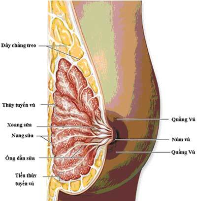 Bộ Y tế yêu cầu dừng việc ghép tế bào gốc điều trị ung thư vú