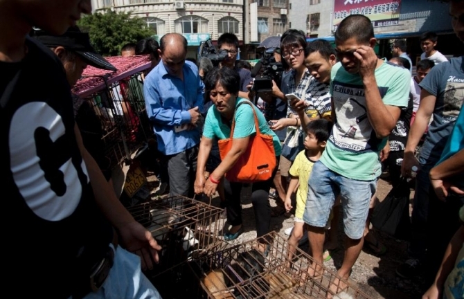 Người phụ nữ Trung Quốc trả tiền cứu 100 con chó khỏi lễ hội giết thịt