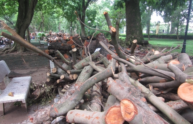 Ngổn ngang cây xanh phơi gốc trong công viên Bách Thảo