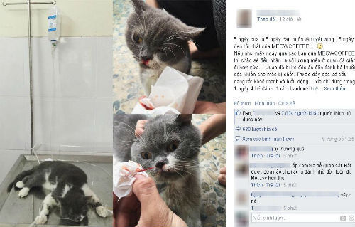 Xôn xao chuyện quán cà phê mèo bị các tay đánh bả tổng tấn công