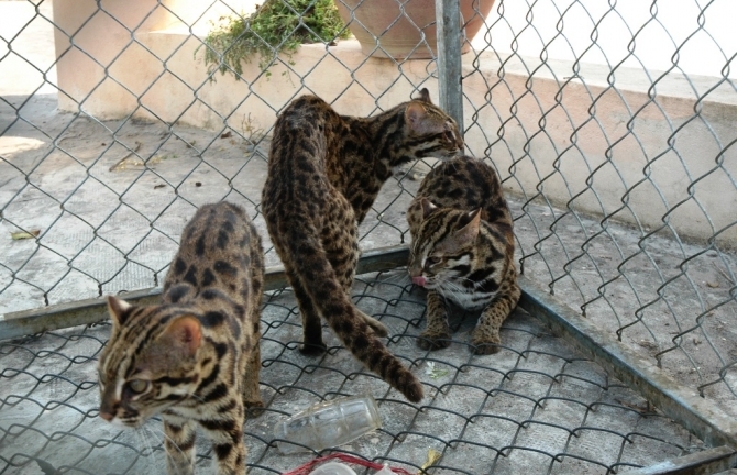 Thả 9 cá thể động vật quý hiếm về Vườn quốc gia Tràm Chim