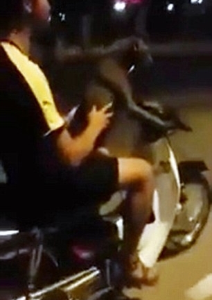 Clip cho chó lái xe máy 