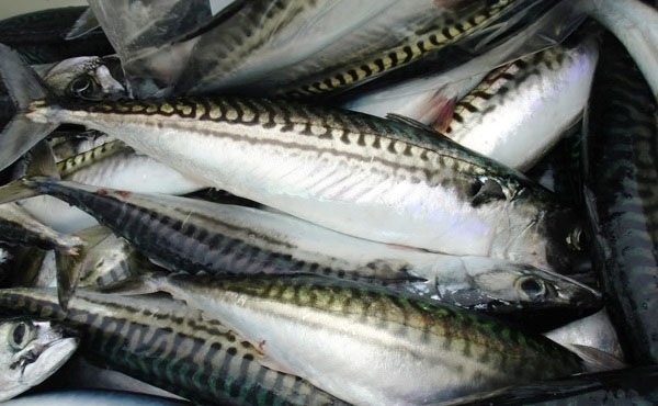 Cách nhận biết cá ướp hàn the, urê