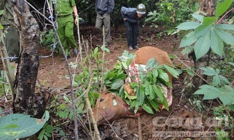 “Táo tợn” trộm bò rồi xẻ thịt ngay trong rẫy cà phê