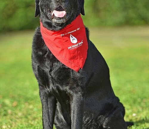 Những chú chó hiến máu cứu hàng trăm đồng loại