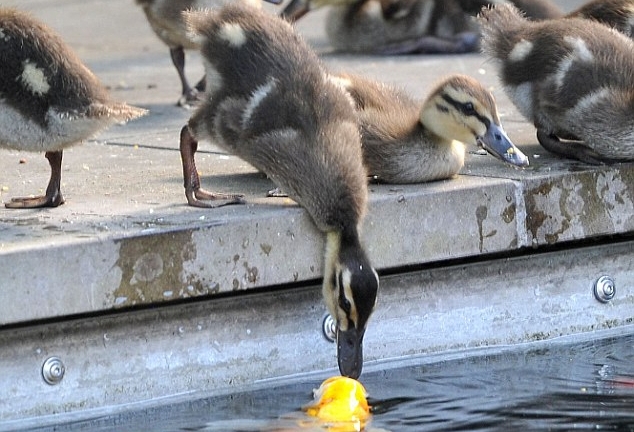 Nụ hôn “bất ngờ” giữa chú vịt con và cô cá chép vàng