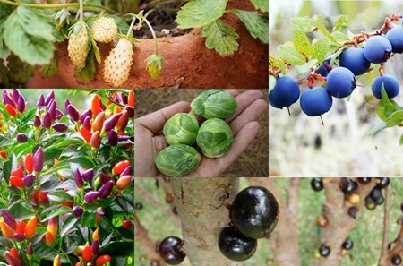  "Mê mệt " hạt giống các loại cây tí hon: Cẩn thận nguy hiểm