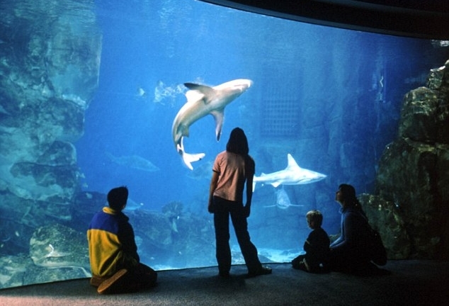 Vì sao ngắm bể cá cảnh giúp giảm căng thẳng?