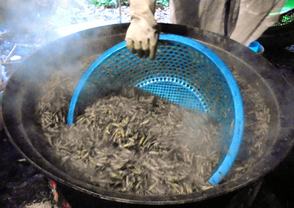 Độc nhất Việt Nam: Làng nghề rang, tẩm châu chấu