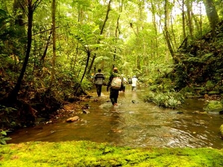 'Vương quốc Pơmu' được công nhận là Cây di sản Việt Nam