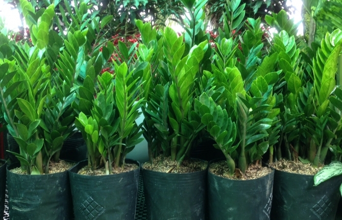 Cây cảnh làm đẹp: Cẩn thận rước 