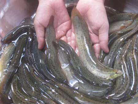 Các loại thịt, cá chữa yếu sinh lý cho đàn ông