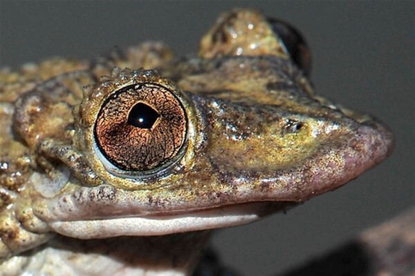 Cận cảnh 2 loài ếch mới có độc tố kinh khủng hơn cả rắn hổ mang