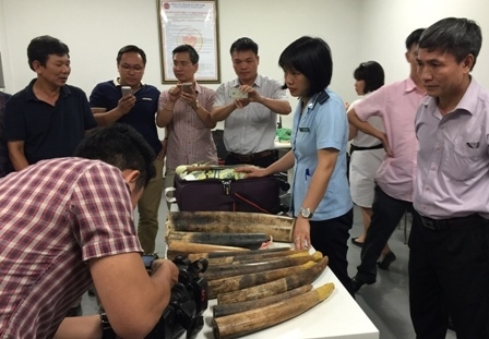 Thu giữ hơn 100kg ngà voi, sừng tê giác nhập lậu tại sân bay Nội Bài