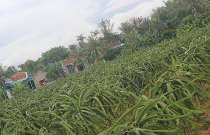 Gặp người đàn bà “gàn” với mô hình trồng cây “lạ” ở miền biển