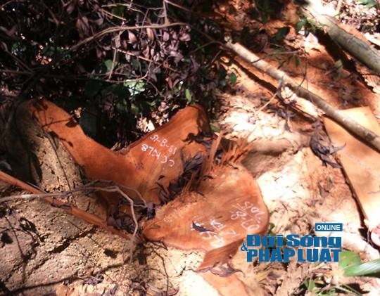 Vườn Quốc gia Vũ Quang: Phát hiện rừng gỗ De bị tàn phá