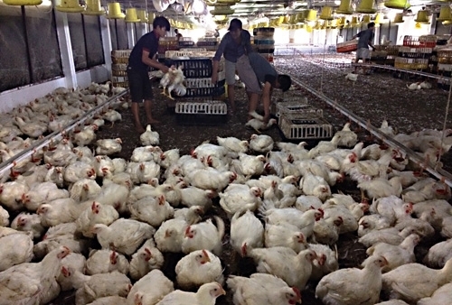 Gà nội sắp bị