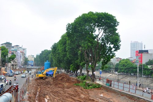 Hà Nội: Đốn xà cừ đường Láng, xây cầu vượt nút Cầu Giấy