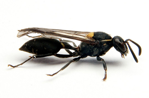 Nọc ong bắp cày có thể tiêu diệt tế bào ung thư