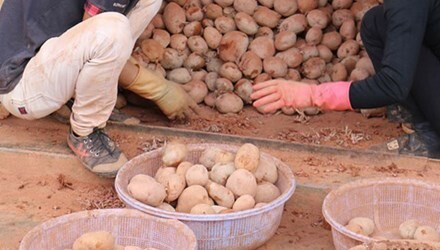 Khoai tây mọc mầm gây độc