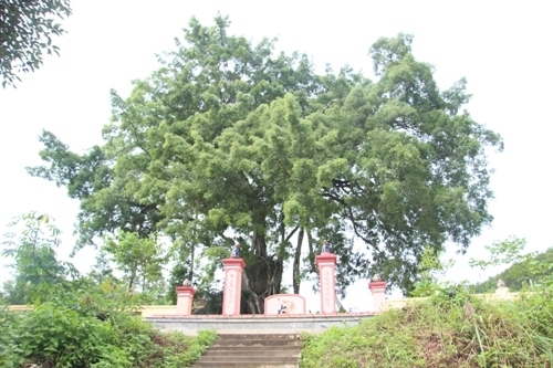 Ngắm cây sanh có thế 