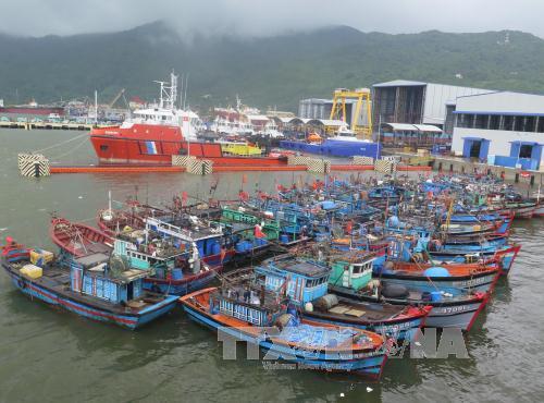Quảng Ngãi cấm tàu thuyền hoạt động từ 7 giờ ngày 14/9