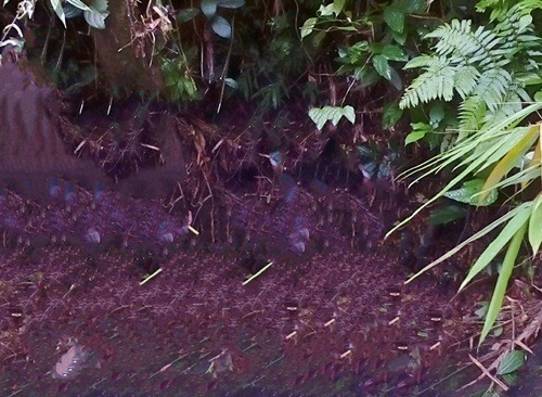 Bắn trúng tim người em đi săn cùng vì nhầm tưởng là thú dữ 