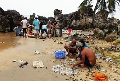 Khoảng 2 tấn hải sâm chết trôi dạt vào bờ