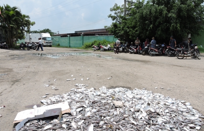 Xử phạt 8 nhà máy chế biến hải sản gây ô nhiễm làm cá chết trắng sông