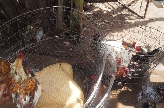 Bắt trường gà trong khu dân cư, lộ thêm đường dây cá độ bóng đá