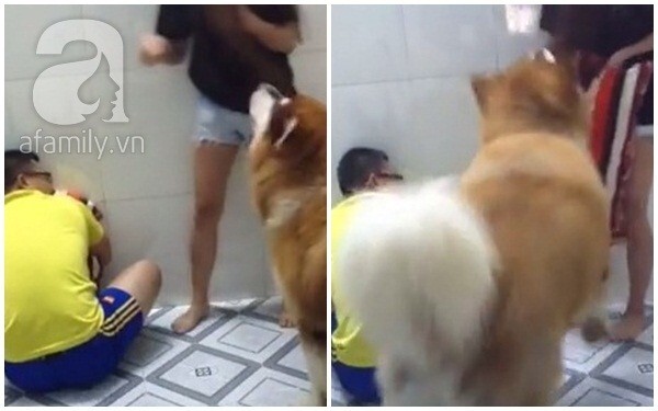 Chú chó bênh chủ