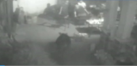 Lợn lòi điên cuồng lao vào khu nghỉ dưỡng tấn công du khách