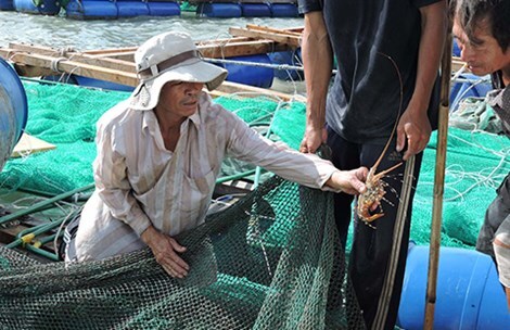 Tôm hùm chết hàng loạt, dân điêu đứng