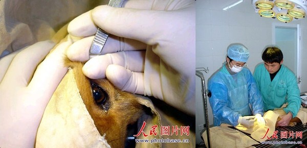Tranh cãi trào lưu phẫu thuật thẩm mỹ cho chó tại Hàn Quốc